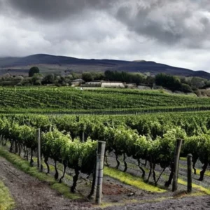 Artistic representation for Christine Austin top wines from the slopes of Mount Etna which you can buy in Yorkshire. You should write a title that is intriguing and sparks curiosity about the article's content.