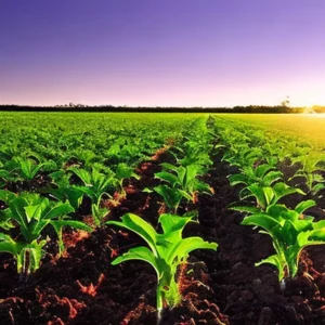 Artistic representation for Queensland agtech startup Inform Ag raises $7 million in Series A funding **For this example, here are a few potential titles:** * Is Queensland's Agtech Future Bright? * Can This Queensland