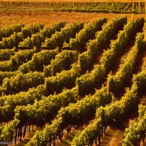 Artistic representation for Navigating Challenges and Opportunities in the Wine Industry?