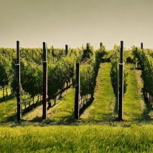 Artistic representation for The future of American wine might be in Virginia.