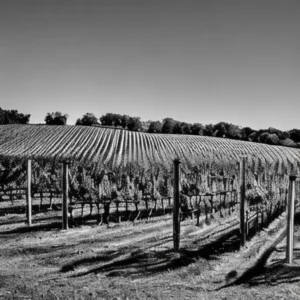 Artistic representation for Great Things in Store for Munger Family Vineyard ##