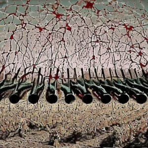 Artistic representation for Can the most popular red wine in the U . S . endure climate change ?