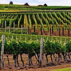 Artistic representation for Taste of democracy revealed : Hawke Bay the big winner in new Parliament wine contract