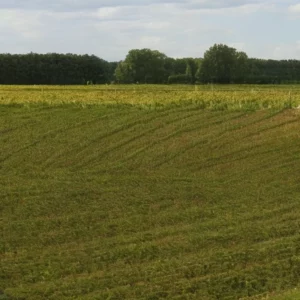 Artistic representation for French harvest 2024 : Volumes to fall as Burgundy , Loire Valley ravaged by mildew