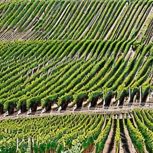 Artistic representation for How to get grenache noticed by the consumer grenache: the wine that's on everyone's lips a guide to crafting the perfect grenache the