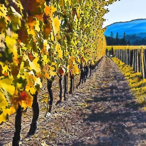 Artistic representation for Embrace fall with seasonal wine experiences in Penticton area - Penticton News. This is your article title.