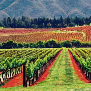 Artistic representation for Can the most popular red wine in the US endure climate change in Napa Valley ?