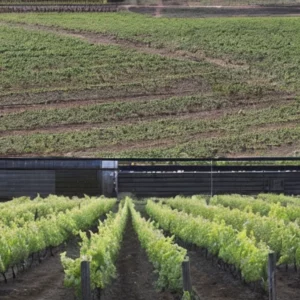 Artistic representation for Recycled compost improves crops and efficiencies in Victoria wine regions