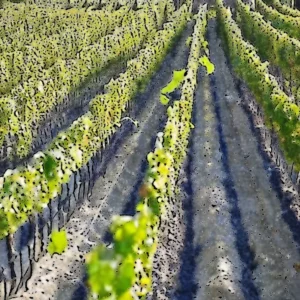 Artistic representation for France asks for EU help to destroy unprofitable Bordeaux vines
