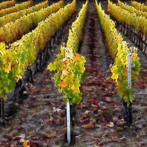 Artistic representation for Fall / Winter Tips in the Vineyard - WineMakerMag . com Please provide the title.